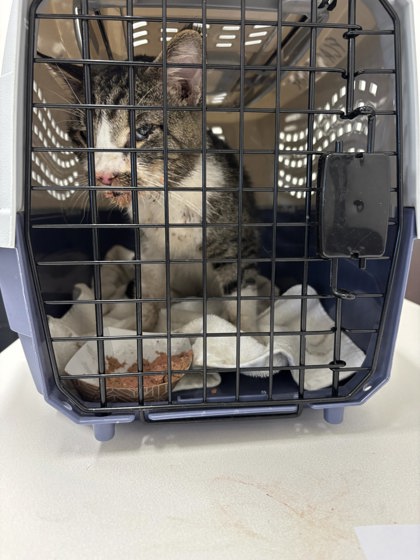 Shelter Stray Male Cat last seen Near MLK Jr. Drive SW, Atlanta, GA, 1251 Fulton Industrial Blvd NW, Atlanta, GA 30336, USA