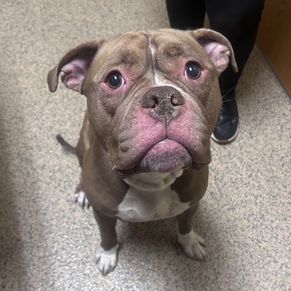 Shelter Stray Male Dog last seen Lamar and 135th St, Overland Park, KS, 5424 Antioch Dr, Merriam, KS 66202, USA