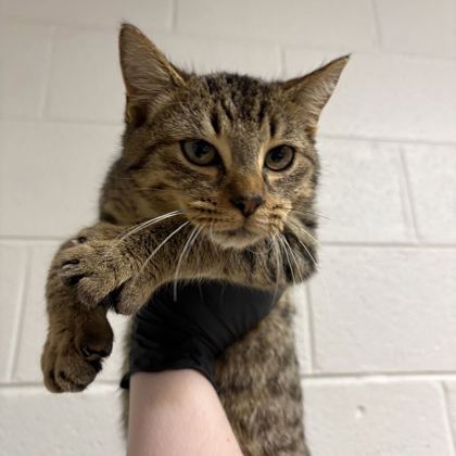 Shelter Stray Male Cat last seen Bakertown rd, Knox County GP, TN, 3201 Division St, Knoxville, TN 37919, USA