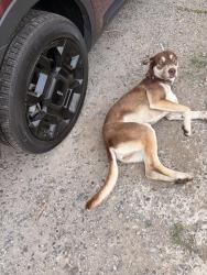 Found/Stray Female Dog last seen Yakima Valley College, Yakima, WA 98902