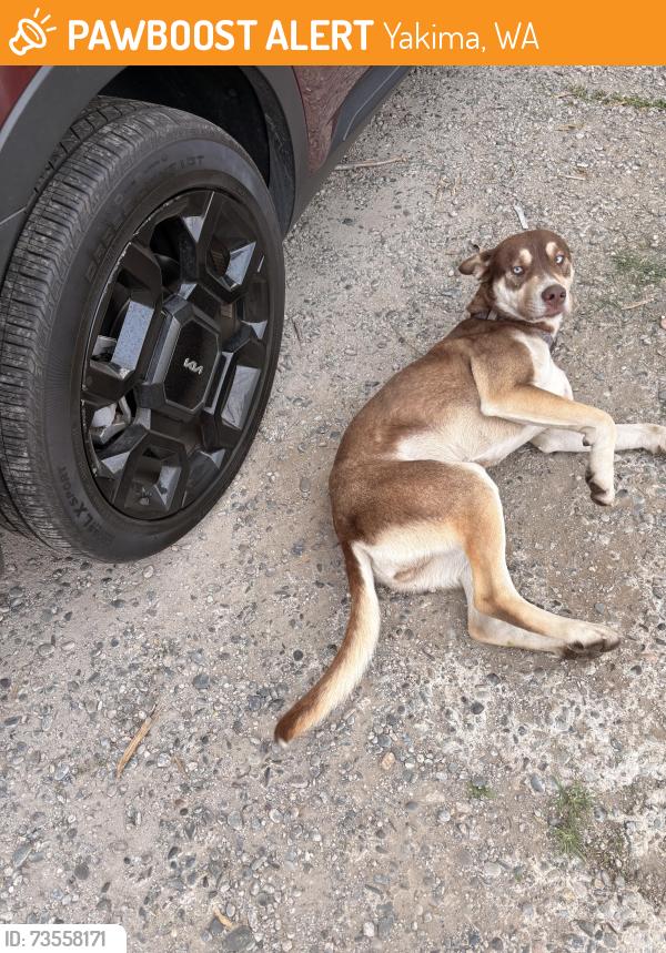 Found/Stray Female Dog last seen Yakima Valley College, Yakima, WA 98902