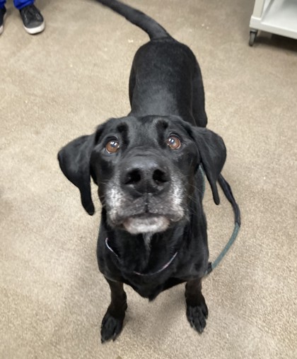 Shelter Stray Male Dog last seen Lewisberg Saddle, Benton County, OR, 398 SW Twin Oaks Cir, Corvallis, OR 97333, USA