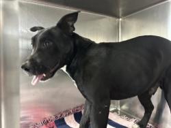 Shelter Stray Male Dog last seen Near Hale Ave, North District,, 355 Hillshire Dr, Haslet, TX 76052, USA