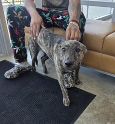 Shelter Stray Female Dog last seen Near Kimbo Rd, North District, TX, 355 Hillshire Dr, Haslet, TX 76052, USA