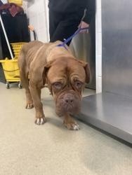 Shelter Stray Female Dog last seen Near Fawn Meadow Ct, South District, TX, 355 Hillshire Dr, Haslet, TX 76052, USA