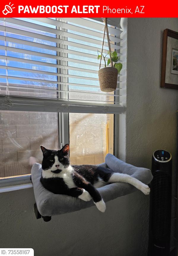 Lost Male Cat last seen 7th Ave & Coolidge St, Phoenix, AZ 85013