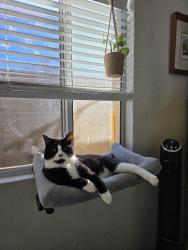 Lost Male Cat last seen 7th Ave & Coolidge St, Phoenix, AZ 85013
