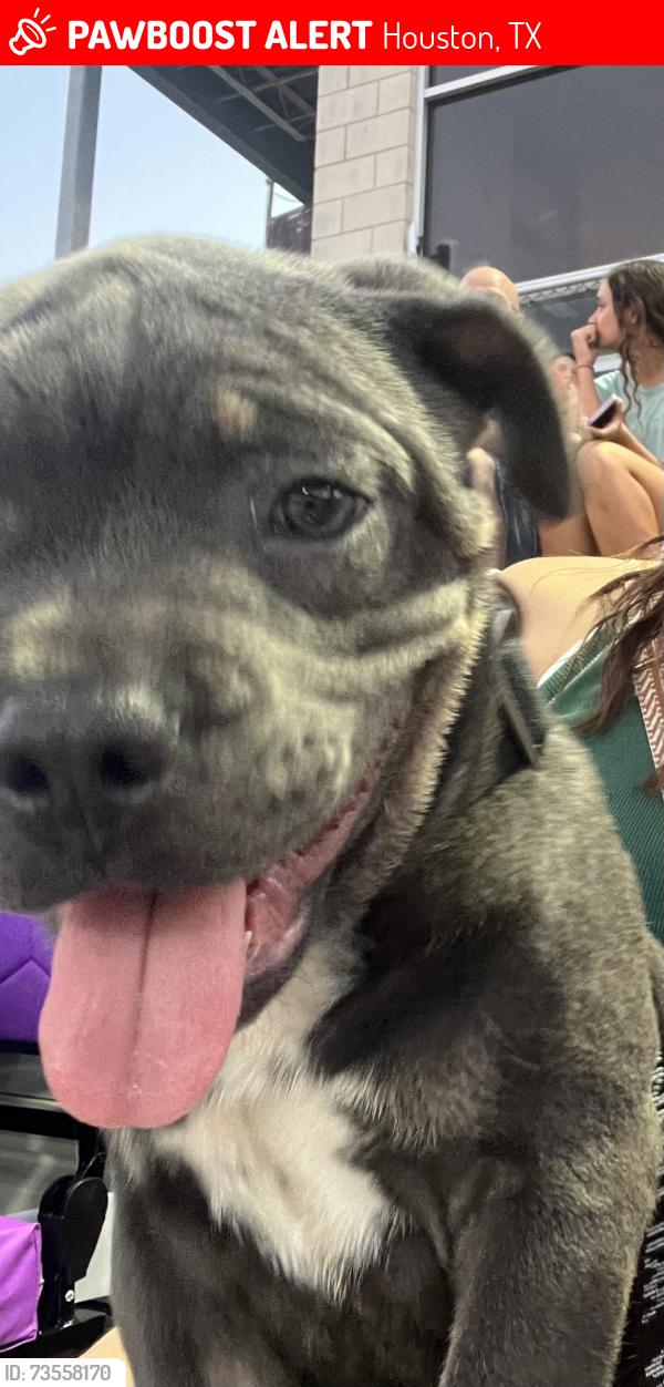 Lost Male Dog last seen Chestnut Ridge, Houston, TX 77339