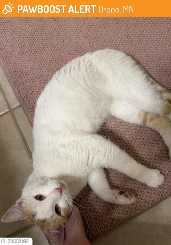 Found/Stray Male Cat last seen Orono Middle School, Orono, MN 55441