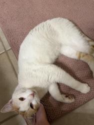 Found/Stray Male Cat last seen Orono Middle School, Orono, MN 55441