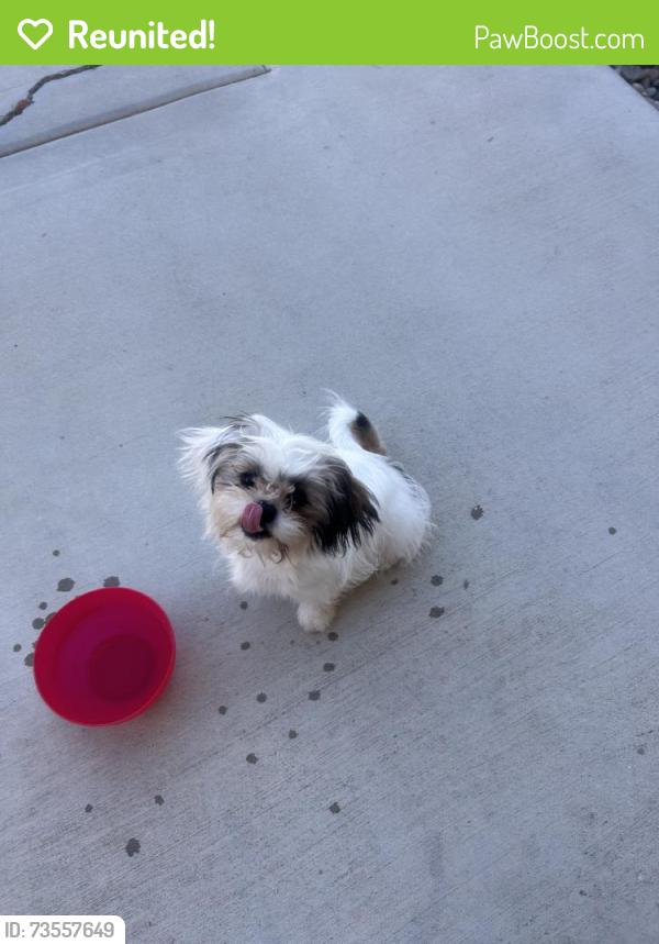 Reunited Female Dog last seen Dorsey Ct, Victorville, CA, USA, Victorville, CA 92392