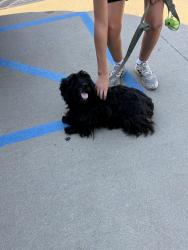 Reunited Unknown Dog last seen Near Nelson Adkins Museum, Kansas City, MO 64110