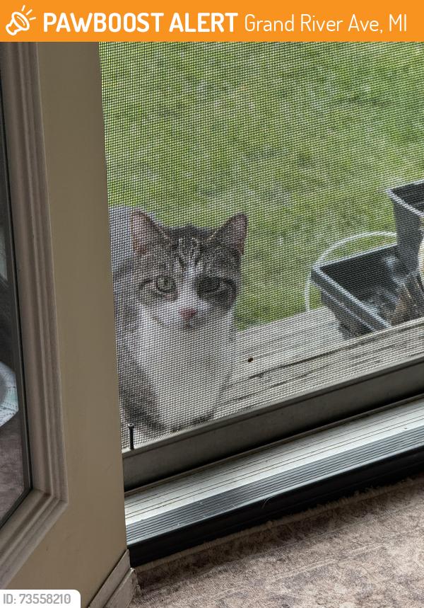Found/Stray Unknown Cat last seen Latson & Grand River Howell, Grand River Ave, MI 48116