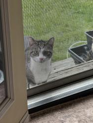 Found/Stray Unknown Cat last seen Latson & Grand River Howell, Grand River Ave, MI 48116