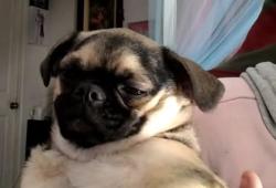 Reunited Female Dog last seen West and apgar, Oakland, CA 94608