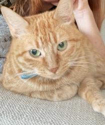 Lost Female Cat last seen 78th Ave & Aspera Blvd, Glendale, AZ 85308