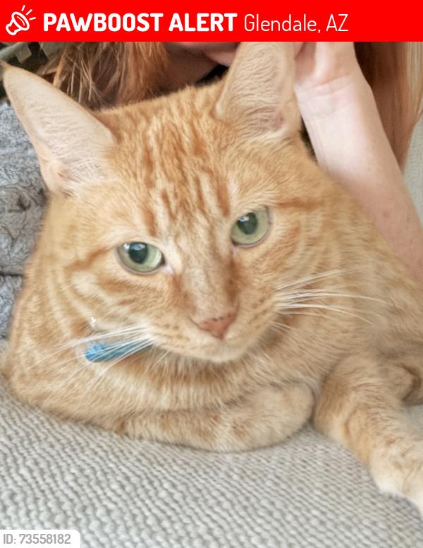Lost Female Cat last seen 78th Ave & Aspera Blvd, Glendale, AZ 85308