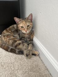 Found/Stray Female Cat last seen in a apmt complex, Virginia Beach, VA 23451