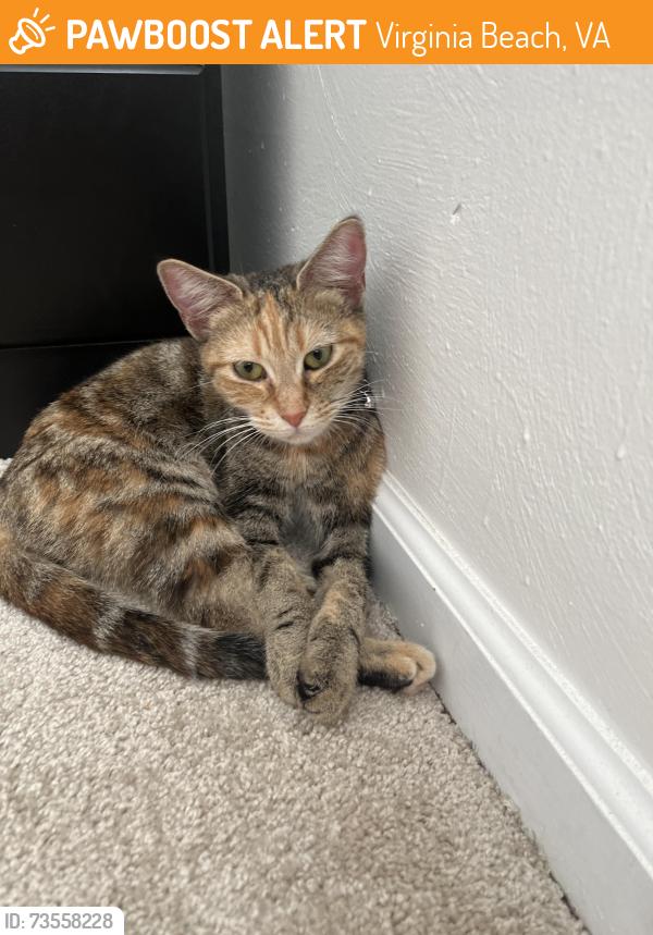 Found/Stray Female Cat last seen in a apmt complex, Virginia Beach, VA 23451