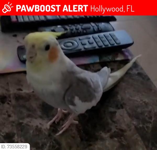Lost Male Bird last seen 46th Avenue and Hollywood Blvd, Hollywood, FL 33021