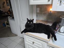 Reunited Male Cat last seen It's in the Southport Springs development off Chancey Road., Zephyrhills, FL 33541