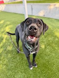 Shelter Stray Female Dog last seen Near W 5600 S, Kearns Township, UT, 84118, 511 W 3900 S, Salt Lake City, UT 84123, USA