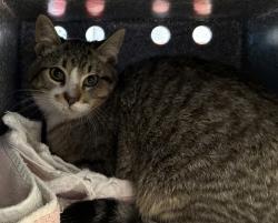 Shelter Stray Female Cat last seen Near S Rulon Street, Magna Township, UT, 84044, 511 W 3900 S, Salt Lake City, UT 84123, USA