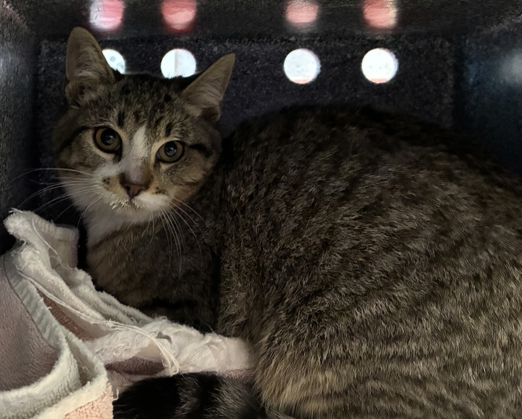 Shelter Stray Female Cat last seen Near S Rulon Street, Magna Township, UT, 84044, 511 W 3900 S, Salt Lake City, UT 84123, USA