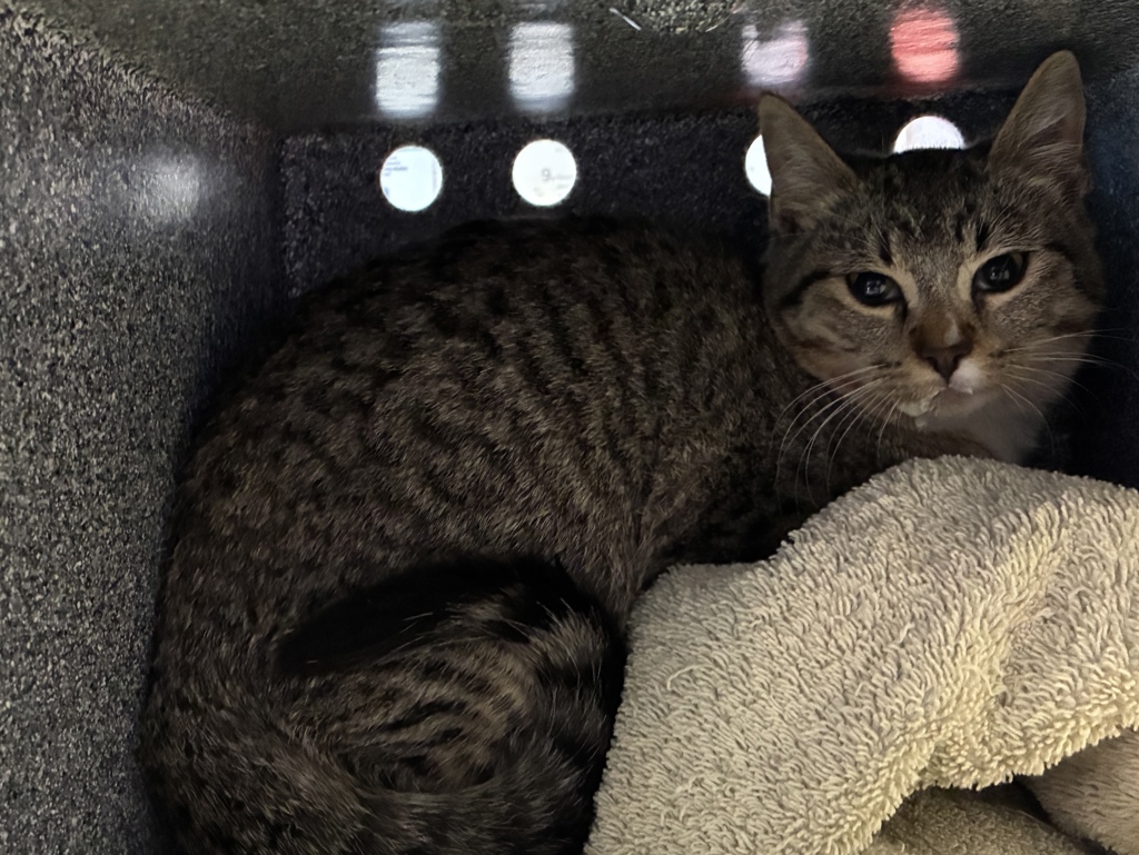 Shelter Stray Female Cat last seen Near S Rulon Street, Magna Township, UT, 84044, 511 W 3900 S, Salt Lake City, UT 84123, USA