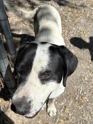 Shelter Stray Male Dog last seen TX, 7201 Levander Loop bldg a, Austin, TX 78702, USA