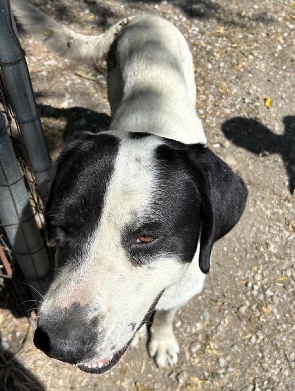 Shelter Stray Male Dog last seen TX, 7201 Levander Loop bldg a, Austin, TX 78702, USA