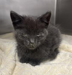 Shelter Stray Male Cat last seen Tacoma Way, PORT ORCHARD, WA, 98366, 9167 Dickey Rd NW, Silverdale, WA 98383, USA