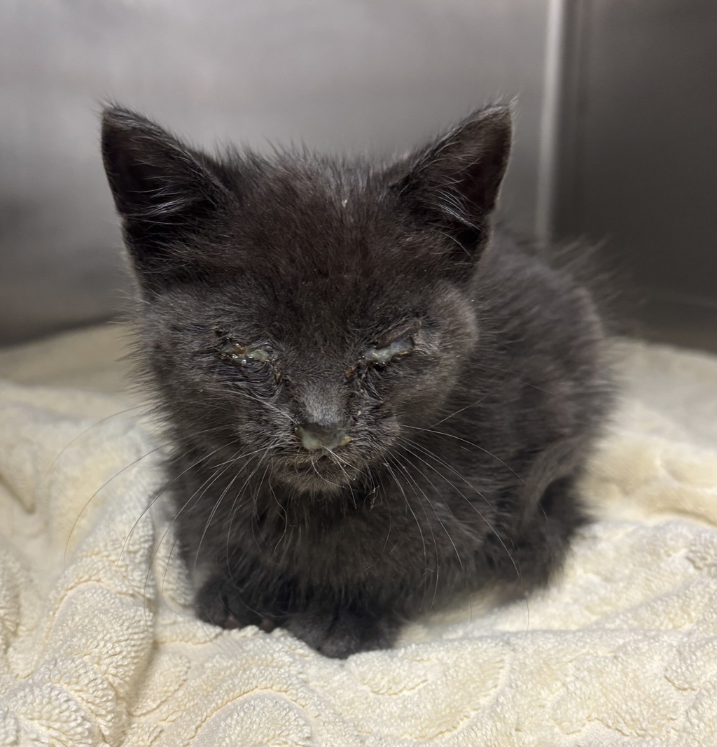 Shelter Stray Male Cat last seen Tacoma Way, PORT ORCHARD, WA, 98366, 9167 Dickey Rd NW, Silverdale, WA 98383, USA
