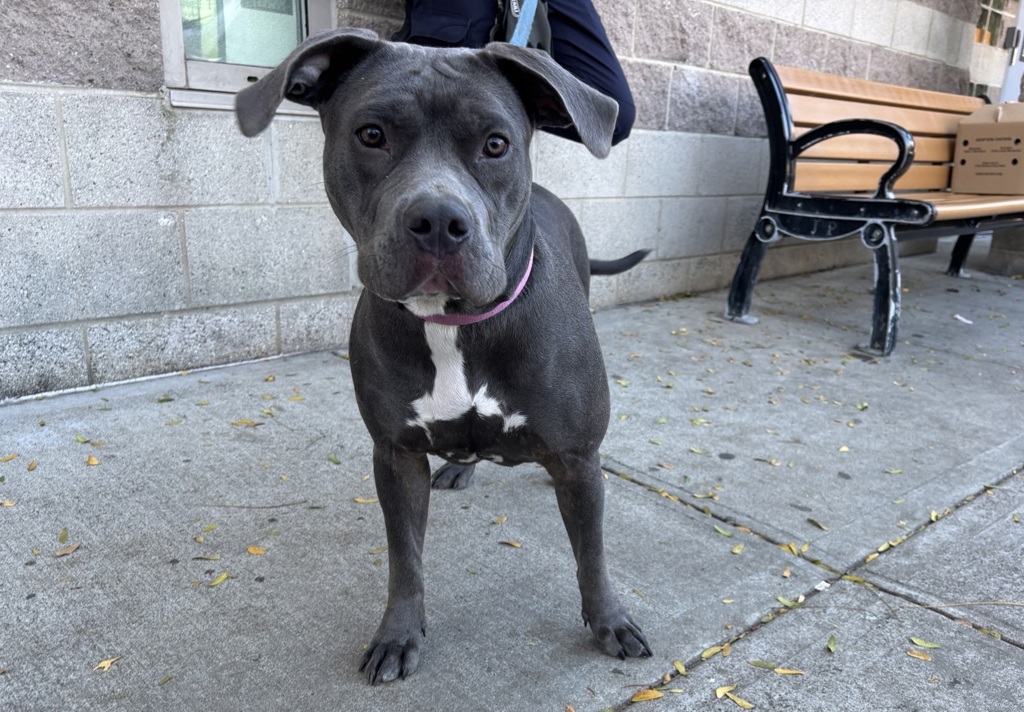 Shelter Stray Female Dog last seen Near Longwood Avenue, BRONX, NY, 10459, 326 E 110th St, New York, NY 10029, USA