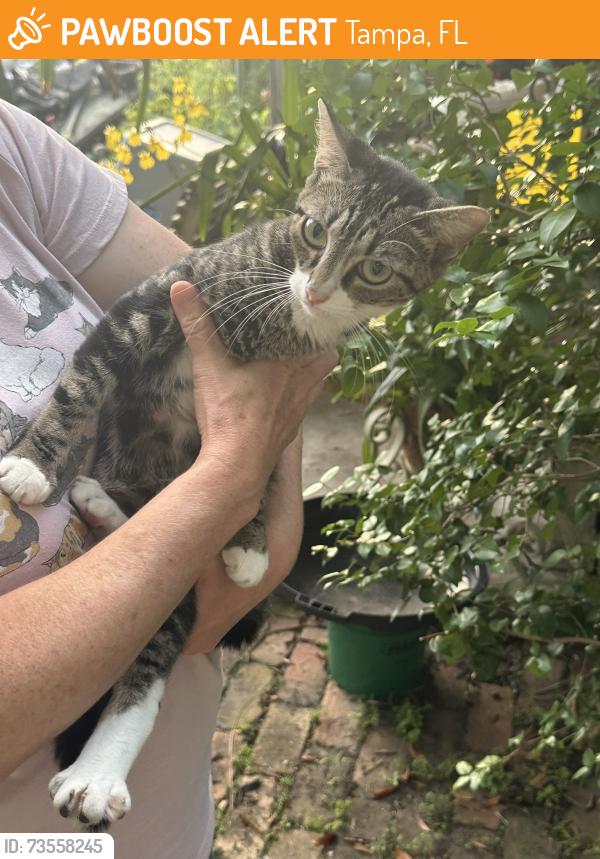 Found/Stray Unknown Cat last seen Tamarack Drive, Tampa, FL 33637