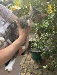 Found/Stray Unknown Cat last seen Tamarack Drive, Tampa, FL 33637
