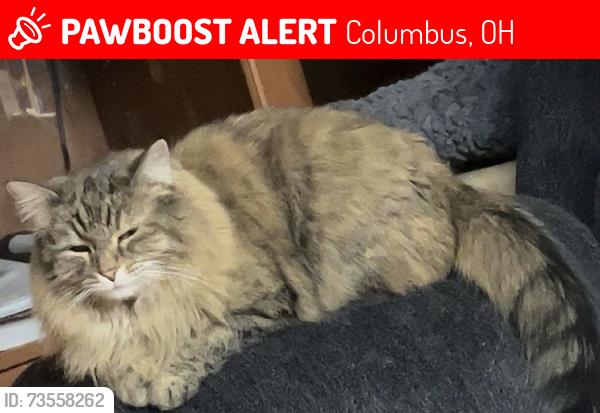 Lost Female Cat last seen Shannon rd, Columbus, OH 43110