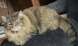 Lost Female Cat last seen Shannon rd, Columbus, OH 43110