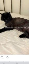 Reunited Male Cat last seen Near bayway blvd 33767 - Marina House, Clearwater, FL 33767