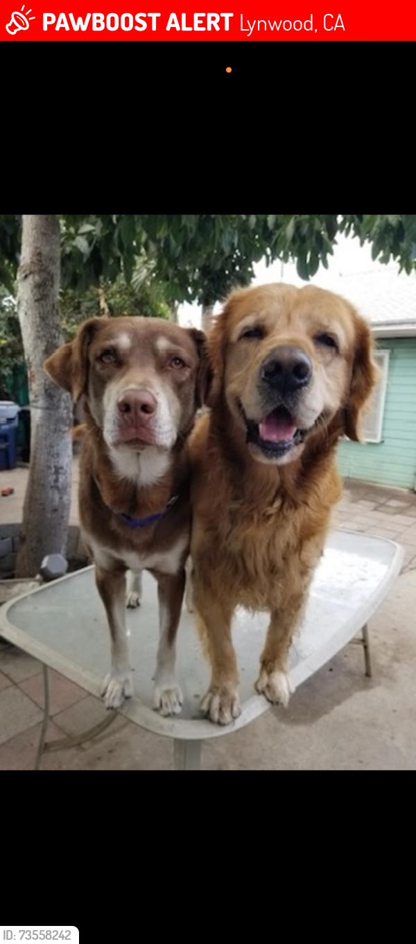 Lost Male Dog last seen Last seen in Lynwood, Lynwood, CA 90262