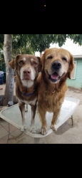 Lost Male Dog last seen Last seen in Lynwood, Lynwood, CA 90262