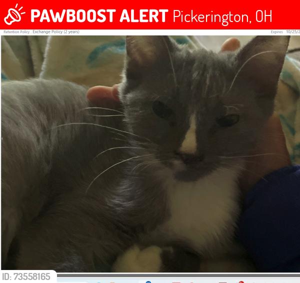 Lost Female Cat last seen chevington chase drive pickerington ohio 43127, Pickerington, OH 43147