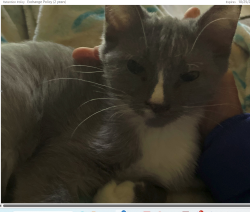 Lost Female Cat last seen chevington chase drive pickerington ohio 43127, Pickerington, OH 43147