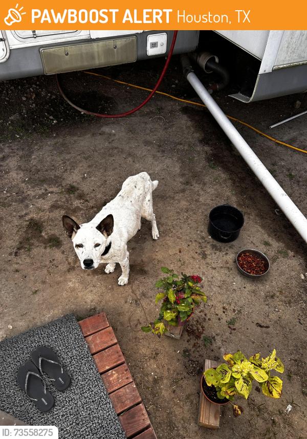 Found/Stray Male Dog last seen Near greens bayou dr, Houston, TX 77015