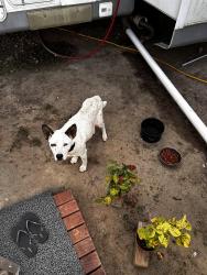 Found/Stray Male Dog last seen Near greens bayou dr, Houston, TX 77015