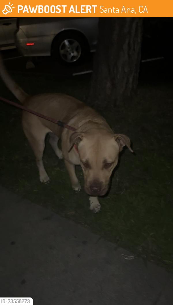 Found/Stray Female Dog last seen 1st and Bristol, Santa Ana, CA 92703