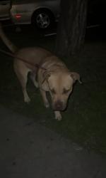 Found/Stray Female Dog last seen 1st and Bristol, Santa Ana, CA 92703
