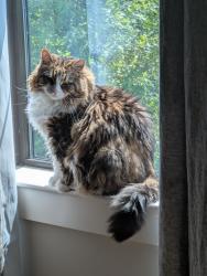Reunited Female Cat last seen Merritt and Pillow, Nashville, TN 37203