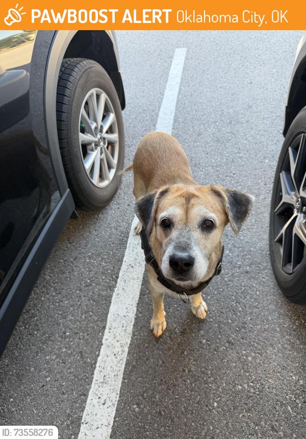 Found/Stray Female Dog last seen NE 23rd & N Santa Fe Ave, Oklahoma City, OK 73105