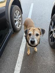 Found/Stray Female Dog last seen NE 23rd & N Santa Fe Ave, Oklahoma City, OK 73105